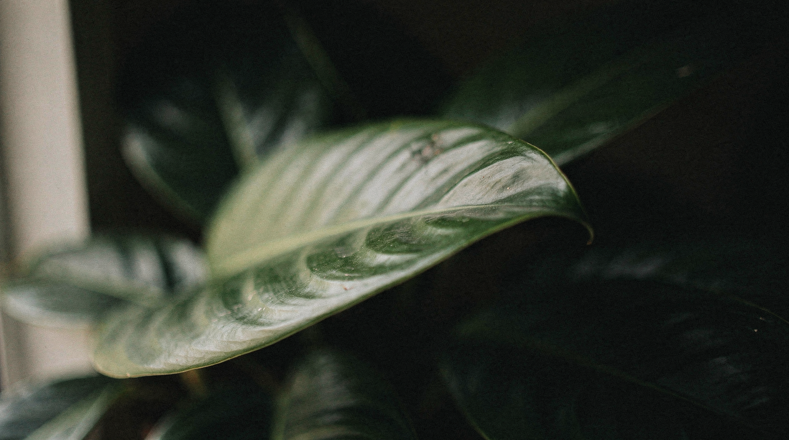 Close-up of deep green houseplant leaves in low moody light